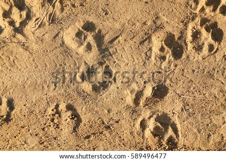 Dog footprints on sand