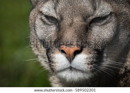 Puma or cougar close to photographer in the nature habitat/captive animals/very sharp detail