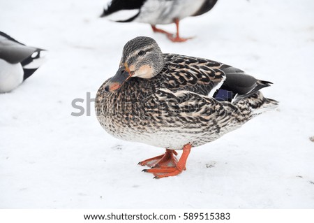 Duck on the snow