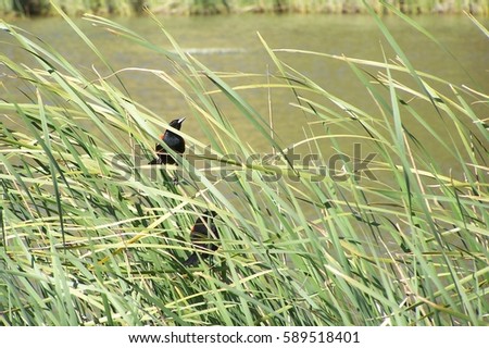 Selective Focus, Two Male Red-winged Blackbirds (Agelaius phoeniceus) Perched in Tall Windblown Grass, Soft Blurred Focus Meadow Background, Daytime - Northern California