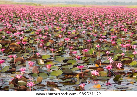 Red lotus marine of Thailand.