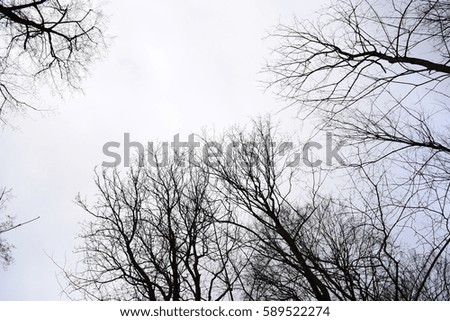 bottom view on the sky through the trees in cloudy weather