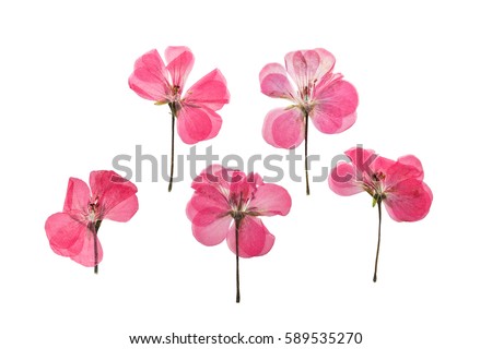 Pressed and dried pink delicate transparent flowers geranium (pelargonium), isolated on white background. For use in scrapbooking, floristry (oshibana) or herbarium. Royalty-Free Stock Photo #589535270