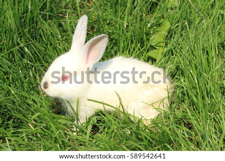 white rabbit in the green spring grass
