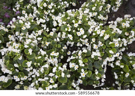 abstract spring floral background flowers with small white petals close up selective focus horizontal placement