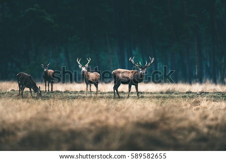 Group of red deer standing in forest meadow. Royalty-Free Stock Photo #589582655
