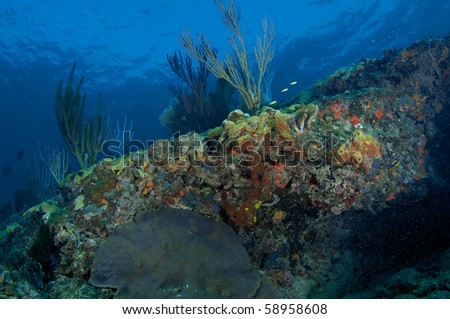 Coral Reef Composition, picture taken in Broward County, Florida.