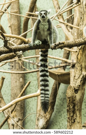 Lemur catta in a zoo, sitting on the branch of a dry tree.
