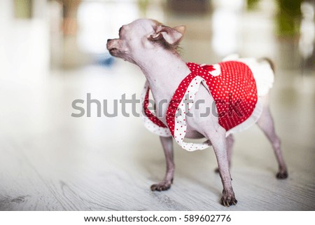 Funny dog and red dress