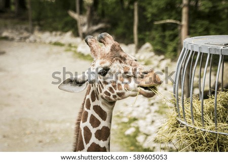 Young giraffe eating in a zoo.