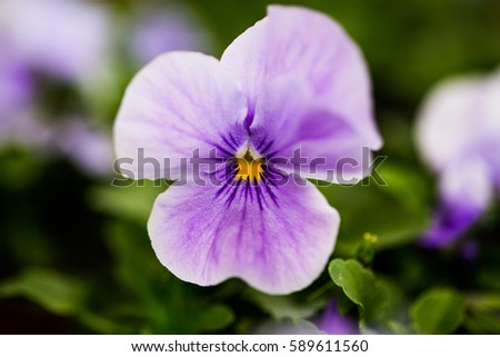 violet (hornveilchen,  in the gardening period, planting season, spring, planting, seeds