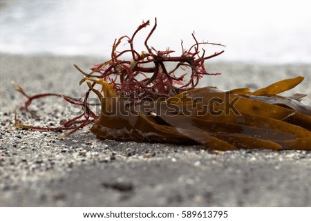 Seaweed at a beach in the Faroe Islands 