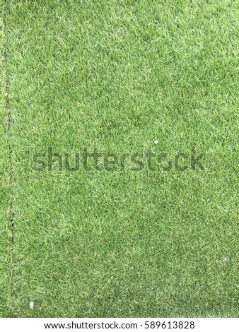 Green grass texture wall background outdoor