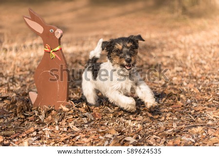 Little dog and hare in the forest at easter - jack russell 2 years old