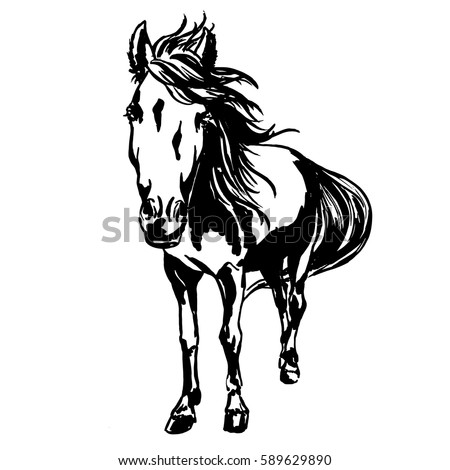 Cute horse portrait, ink painted illustration of beautiful purebred horse with  mane and tail, flowing with the wind, top view.  vector illustration for horse races or equestrian competitions design.