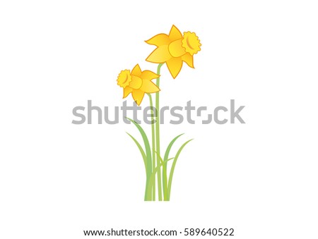 Yellow narcissus. Spring flower. Narcissus on white background