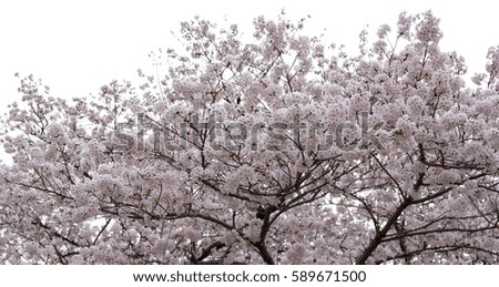 pink cherry blossom or sakura flower in spring season at Japan