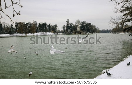 Gulls flying over the lake with snowbound bank and Love Temple at backgrounds. Lake Daumesnil (Vincennes forest, Paris, France).