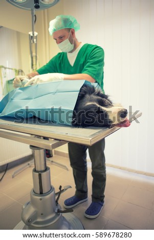Veterinarian or doctor checking up dog.Surgery in Vet clinic.Under exposed photo