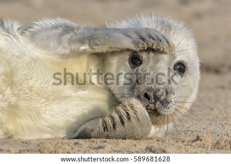 Grey Seal Pup Royalty-Free Stock Photo #589681628