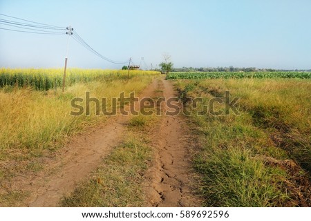 The soil road between the yellow flower field and green plant field in the rural, with electric wire on the post alongside the road, and blue sky at the background