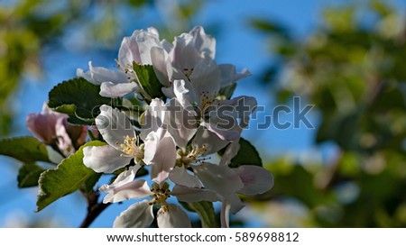 Fruit tree blossoming Apple tree spring