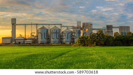 Agricultural Silos - Building Exterior, Storage and drying of grains, wheat, corn, soy, sunflower against the blue sky with rice fields. Royalty-Free Stock Photo #589703618