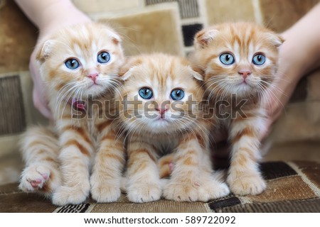 group of three little orange kittens with big blue eyes lie on a sofa. Portrait of a british short hair cats Royalty-Free Stock Photo #589722092