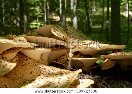 Nice jumbo exemplar of a clump of polypore mushroom - dryad's saddle / pheasant's back (polyporus squamosus) touched by sunlight - tree trunks of the green forest in background Royalty-Free Stock Photo #589727300