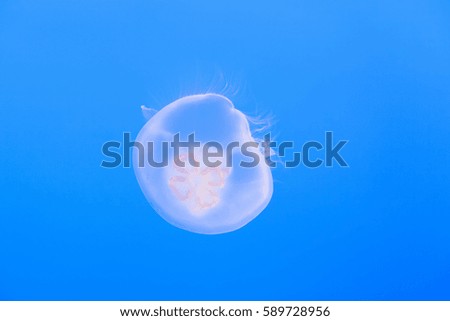 jelly fish in the blue sea gliding in the deep of the ocean