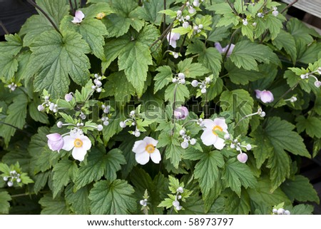Close-up shot of a big plant of Anemone Japonica in a garden