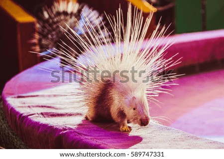 Close-up of white porcupine walking around the pink ring in circus