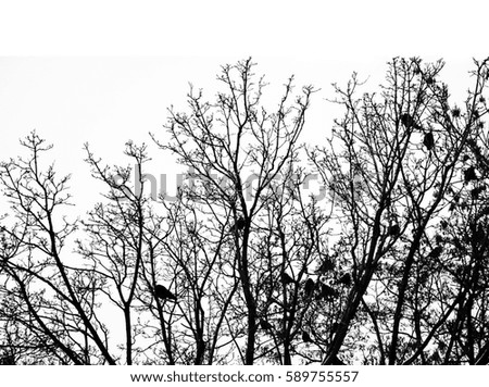 Tree silhouette, bird