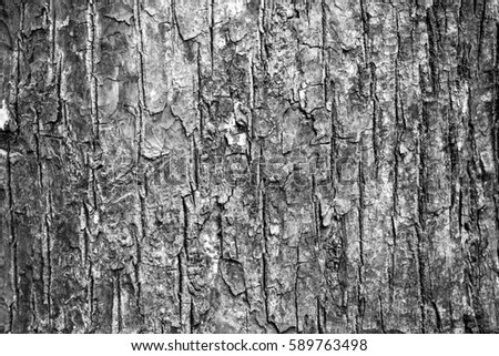 The real wood texture picture from forest