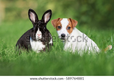 cute puppy and rabbit posing outdoors in summer