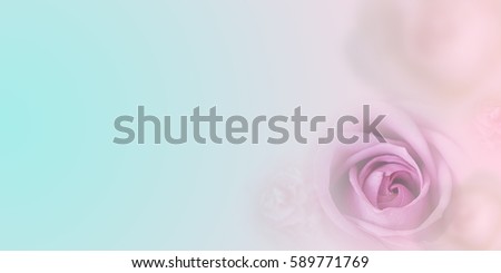 Rose flower in soft and blur style for romantic background. Greeting Card Templates