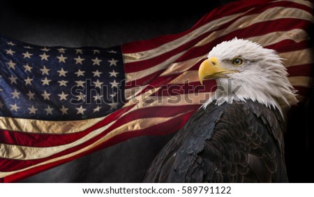 American Bald Eagle - symbol of america -with flag. United States of America patriotic symbols. Royalty-Free Stock Photo #589791122