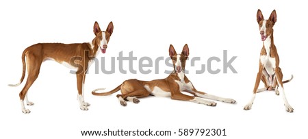 Photo collage of Podenco ibicenco dog, studio shot on white background  
 Royalty-Free Stock Photo #589792301