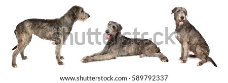 Photo collage of Irish wolfhound dog, studio shot on white background 
 Royalty-Free Stock Photo #589792337