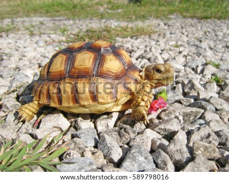 Cute portrait of baby tortoise (African spurred tortoise) ,Birth of new life ,Closeup of a small  tortoise in the morning ,Geochelone sulcata