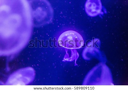 Moon Jelly fish movement in sea water (photo have noise/Grain)