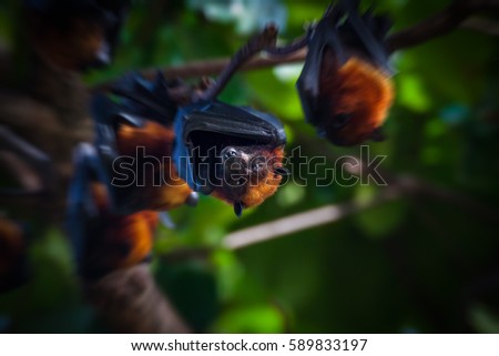 Upside down flying fox with blurred background effect