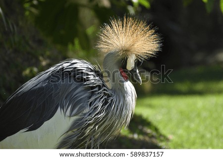 Closeup of a (Balearica regulorum) or Crowned Crane with sune lightning up the crown, picture from park in Puerto de la Cruz Tenerife Spain.