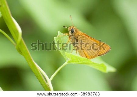 A skipper butterfly on a green leaf