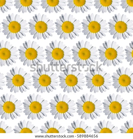 Seamless pattern with daisies on a white background