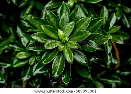 Wet and Green: A green plant's wet leaves shine in te sunlight. Royalty-Free Stock Photo #589895801