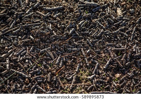 Forest Flooring: Pine needles and twigs cover the ground in the forest. Royalty-Free Stock Photo #589895873