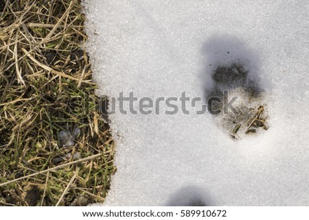 Red Fox Footprint in the Snow
