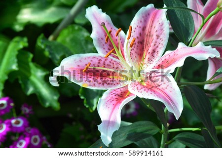 Oriental Lily Royalty-Free Stock Photo #589914161