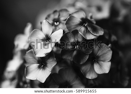 Black white photo beautiful Phlox violet flowers. Noisy film camera effect. Soft focus, shallow depth of field.